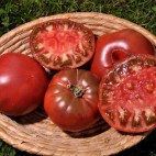 Tomate Noire Mi-Saison Noire de Crimée