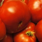 Tomate Rouge Précoce Marmande